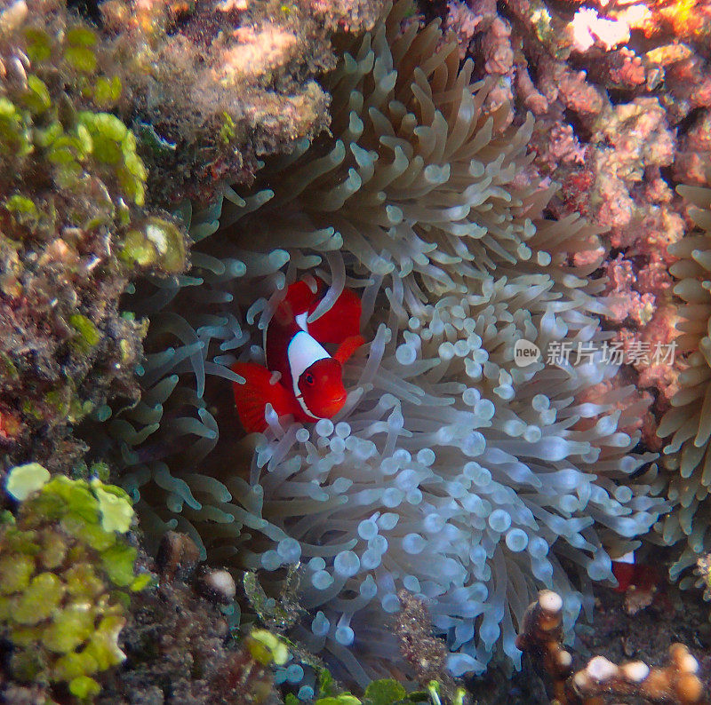 海葵中的橙色小丑鱼(Amphiprion percula)